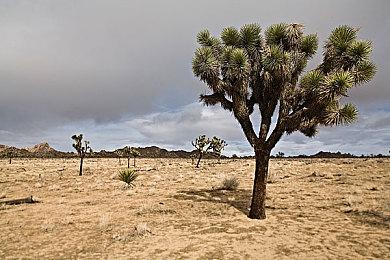 SIE官推庆祝《塞尔达传说：王国之泪》发售