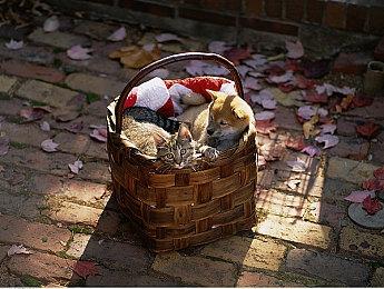 丧尸生存《欢迎来到帕拉迪泽》推出免费内容更新