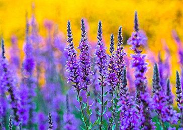 2016版《瑞奇与叮当》赠礼 预购奖励如今免费下载